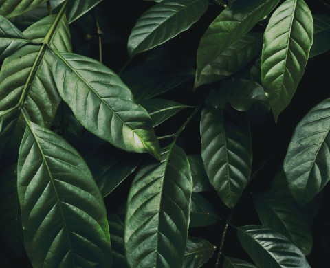 plant