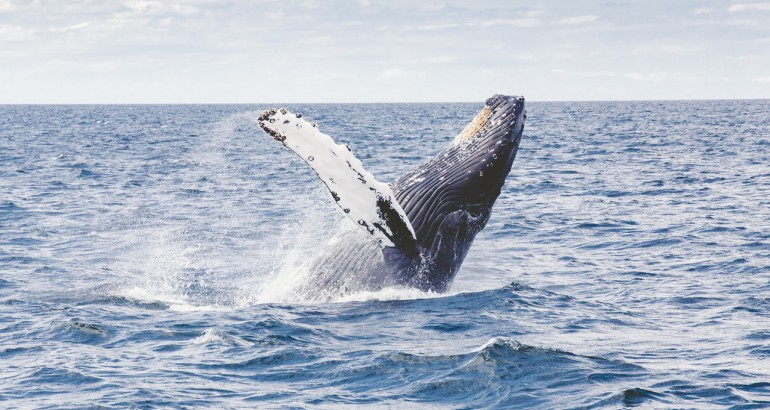 Een bultrugwalvis springt uit het water