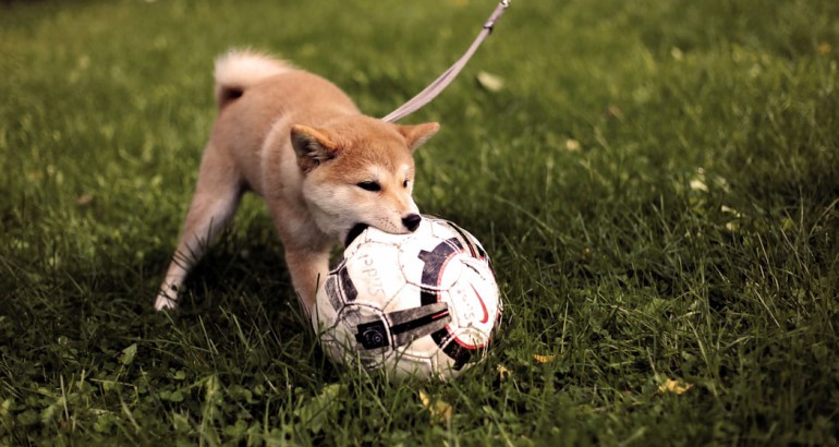 Een kleine bruine hond bijt in een voetbal