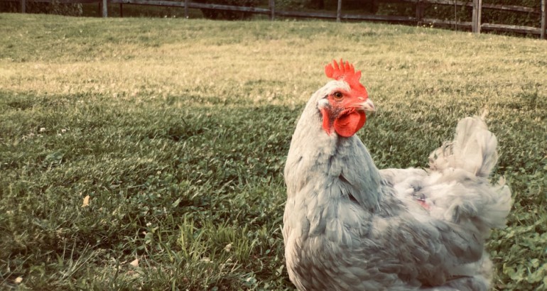 Een witte kip op een grasveld