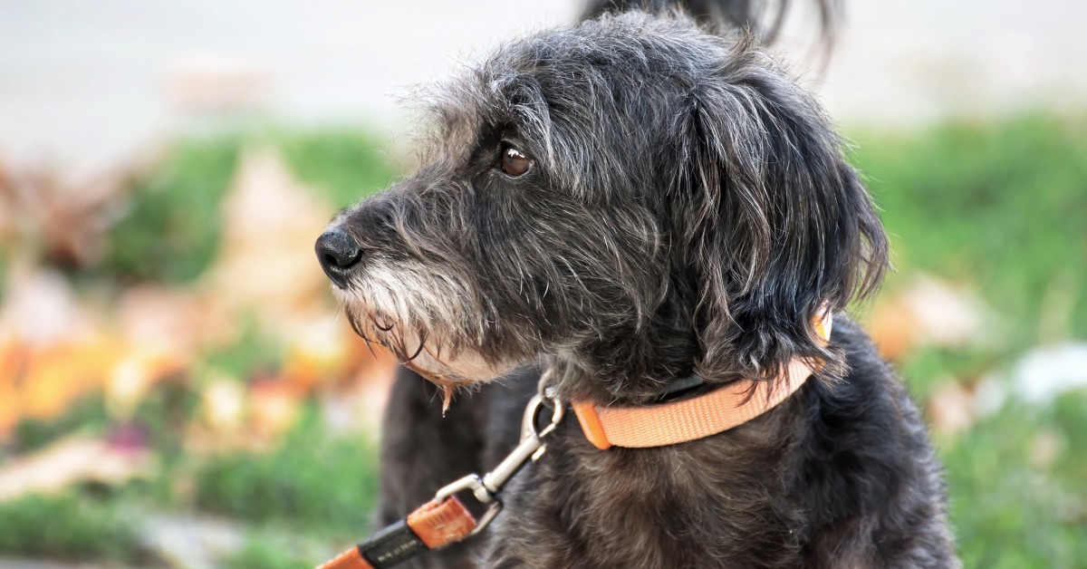 Waarom plassen vaker dan vrouwtjeshonden? Willem Wever