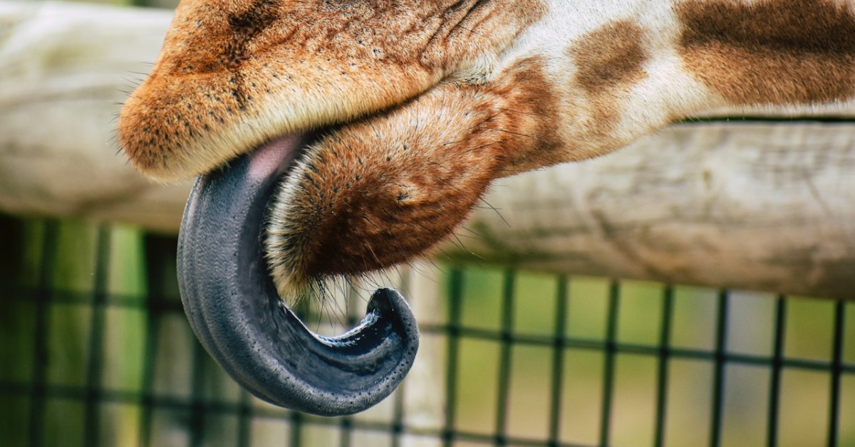 Waarom hebben giraffen een blauwe tong? | Willem Wever