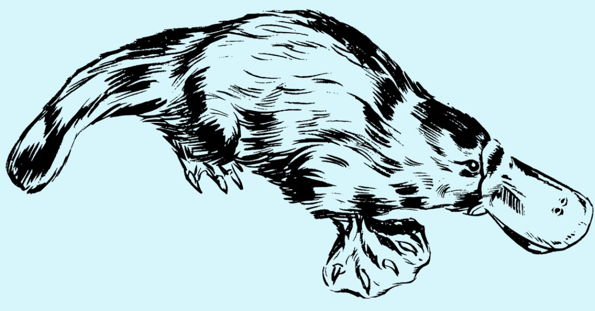 Is een vogelbekdier een zoogdier of een vogel? | Willem Wever