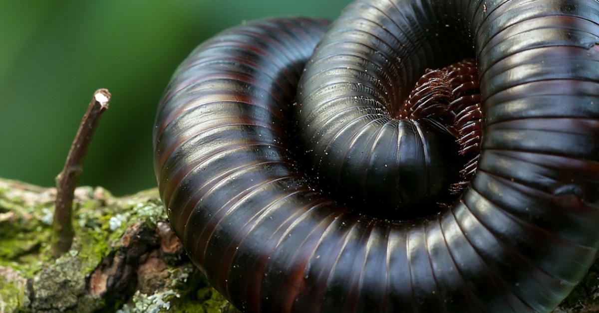 Hoeveel poten heeft een duizendpoot? | Willem Wever