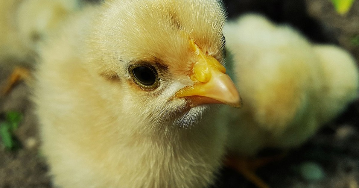 Kunnen kuikentjes salmonella krijgen als ze eten van het rauwe ei als