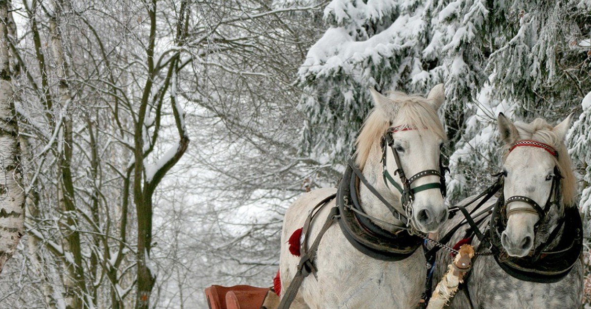 Waarom is een paard een edel dier? | Willem Wever