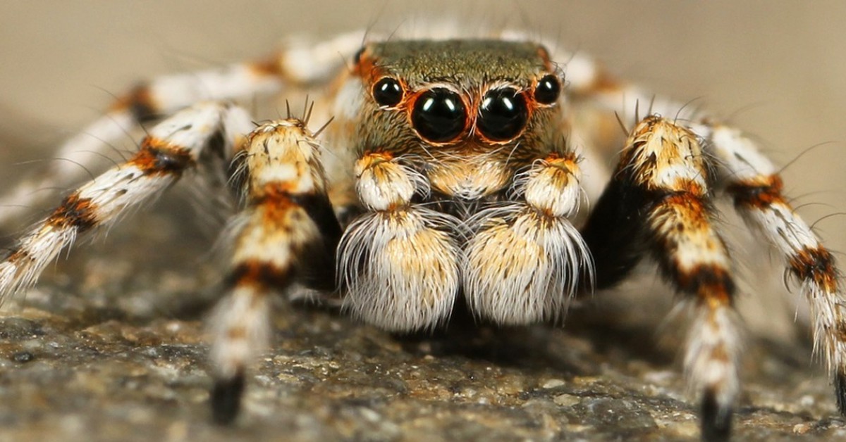 Hoe oud kunnen spinnen worden? | Willem Wever