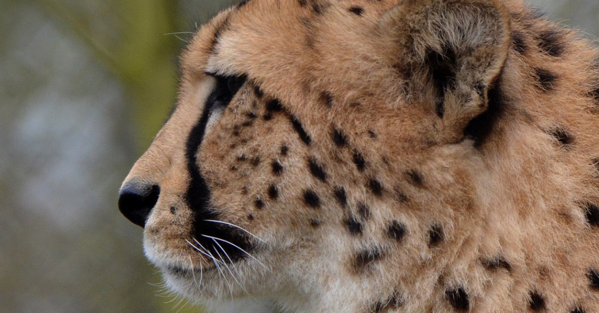 Hoe kan het dat een cheetah zo hard kan rennen? | Willem Wever