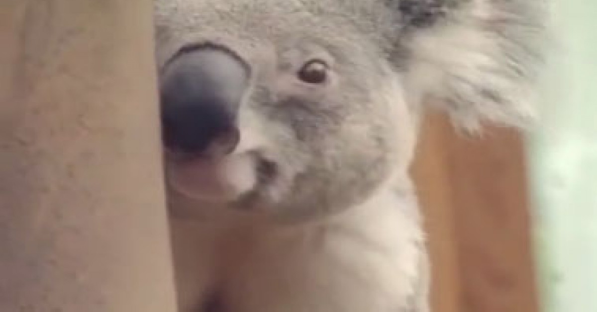 Waarom zie je nooit koala’s in de dierentuin? | Willem Wever