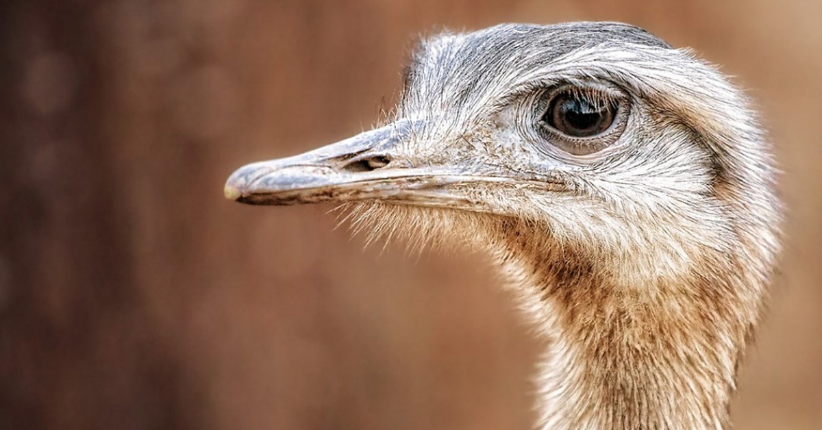 Waarom steken struisvogels hun kop in het zand? Willem Wever