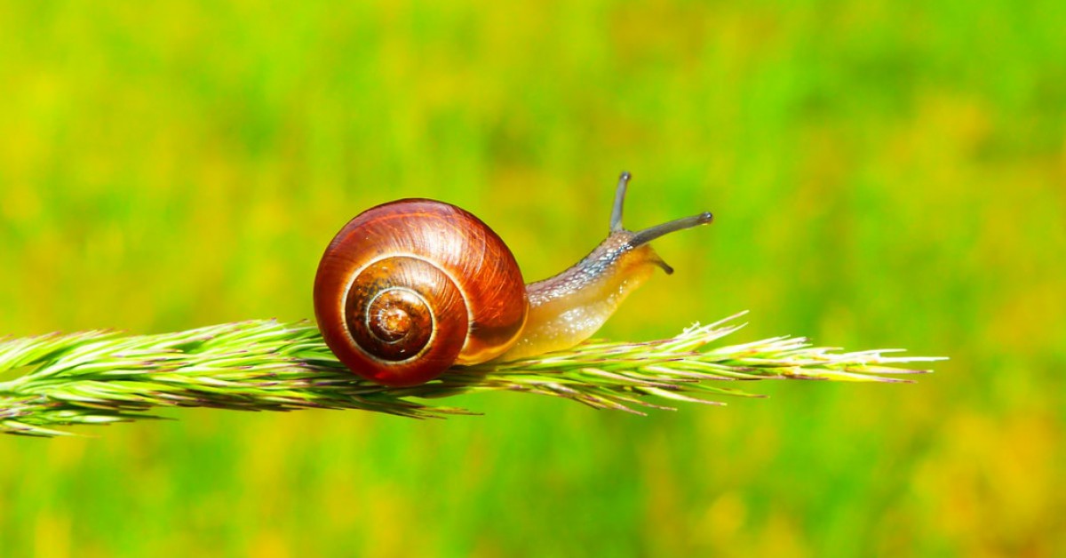 Krijgt een slak een nieuw huisje als zijn huisje kapot is? | Willem Wever