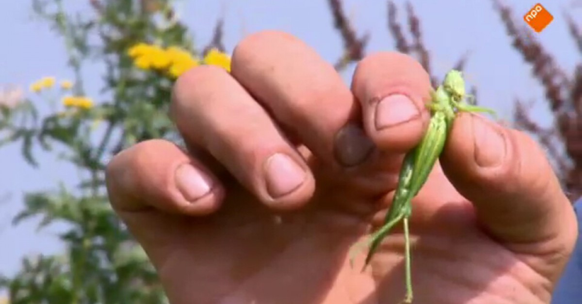 Hoe ver springt een sprinkhaan? | Willem Wever