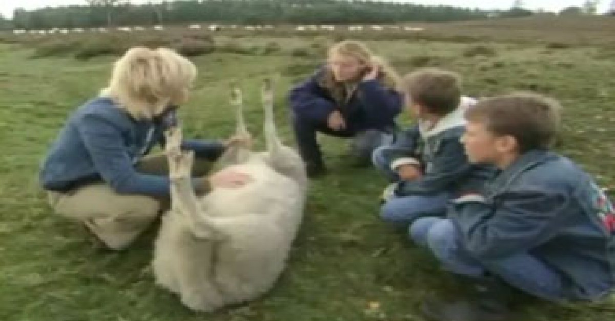 Waarom gaat een schaap dood als het op zijn rug ligt? | Willem Wever