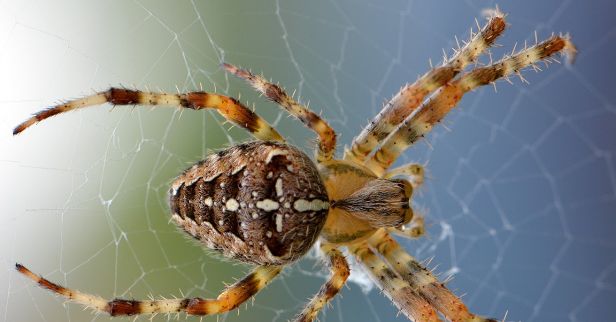 Waarom hangen spinnen op hun kop in hun web? | Willem Wever