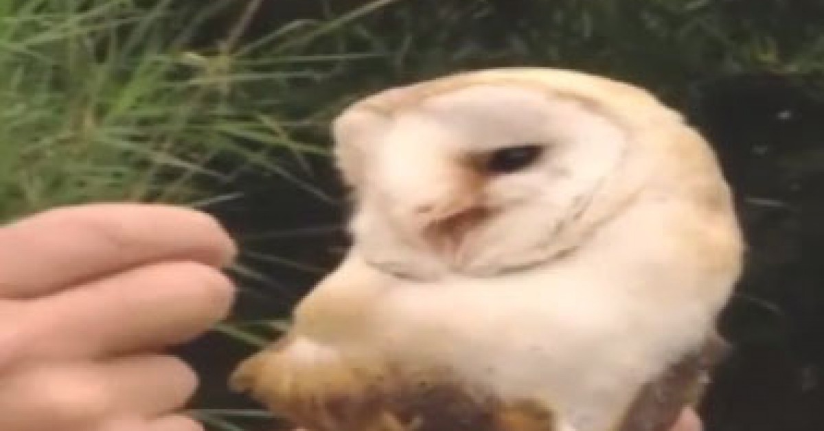 Hoe kan een uil zijn hoofd zo ver draaien? | Willem Wever